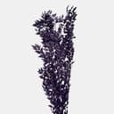 RUSCUS-10