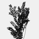 RUSCUS-11