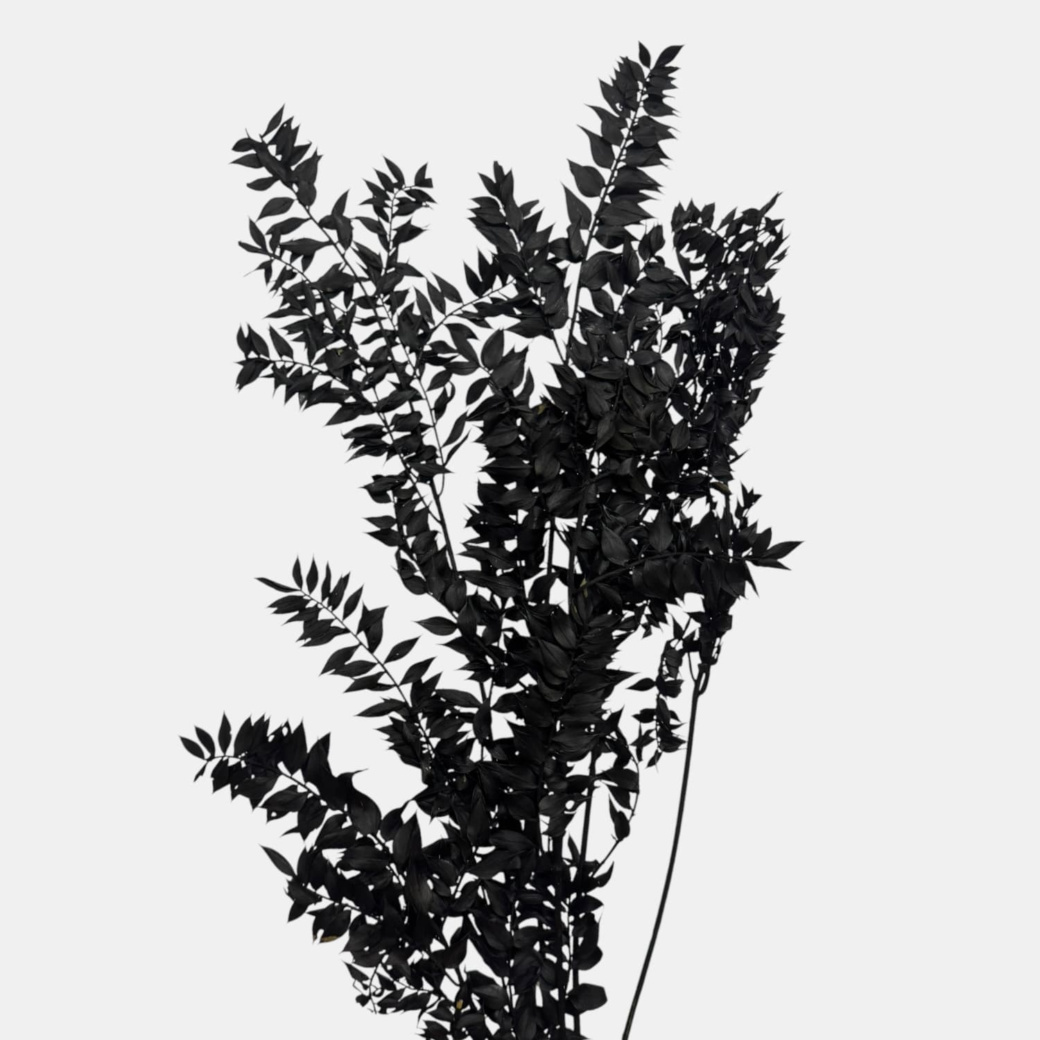 Ruskus | CZARNY | 11
