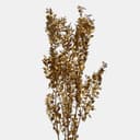 RUSCUS-12