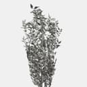 RUSCUS-13