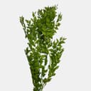 RUSCUS-4