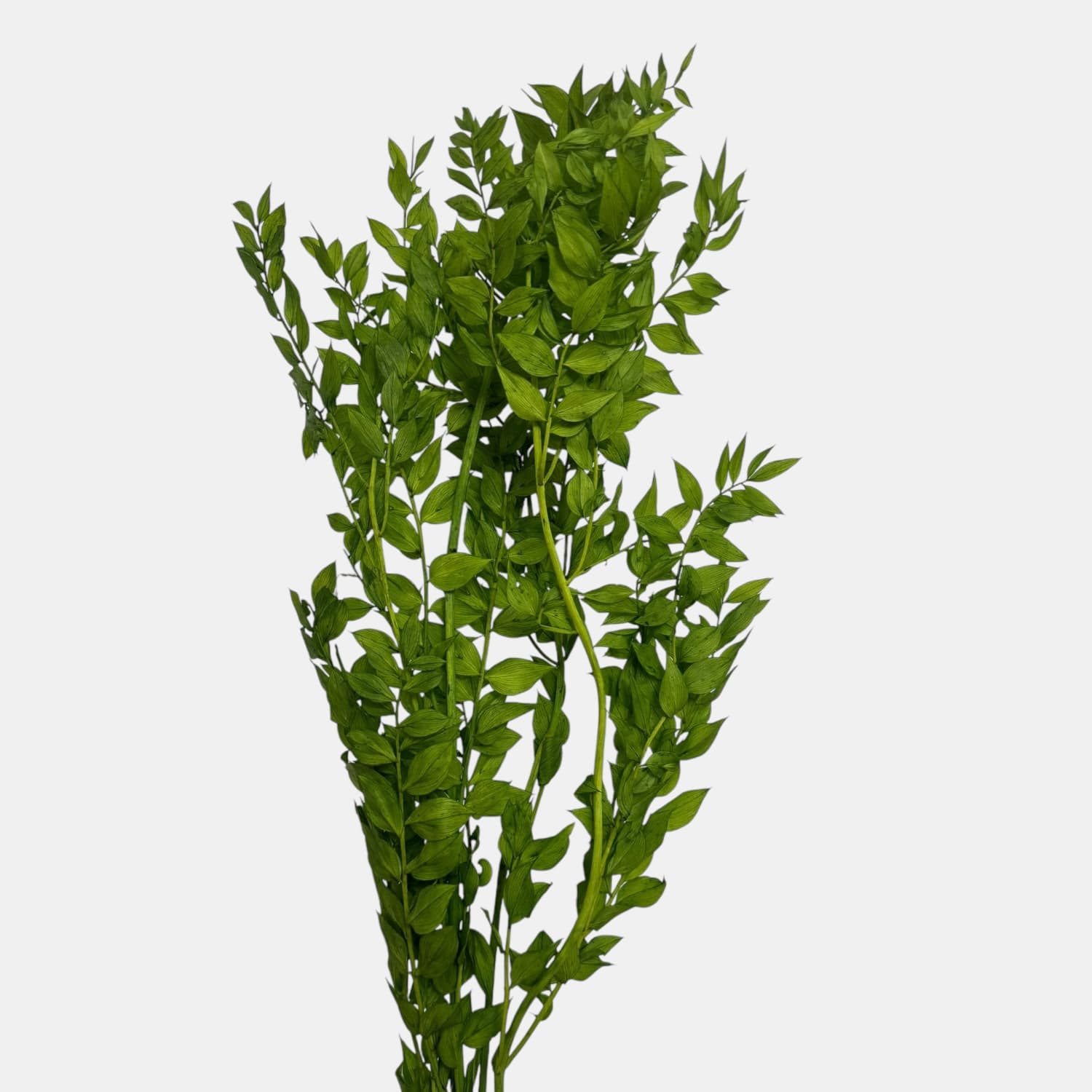 Ruskus | NATURALNY | 4