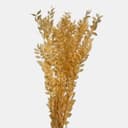 RUSCUS-6