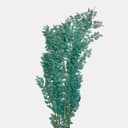 RUSCUS-9