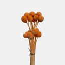 CRASPEDIA-5
