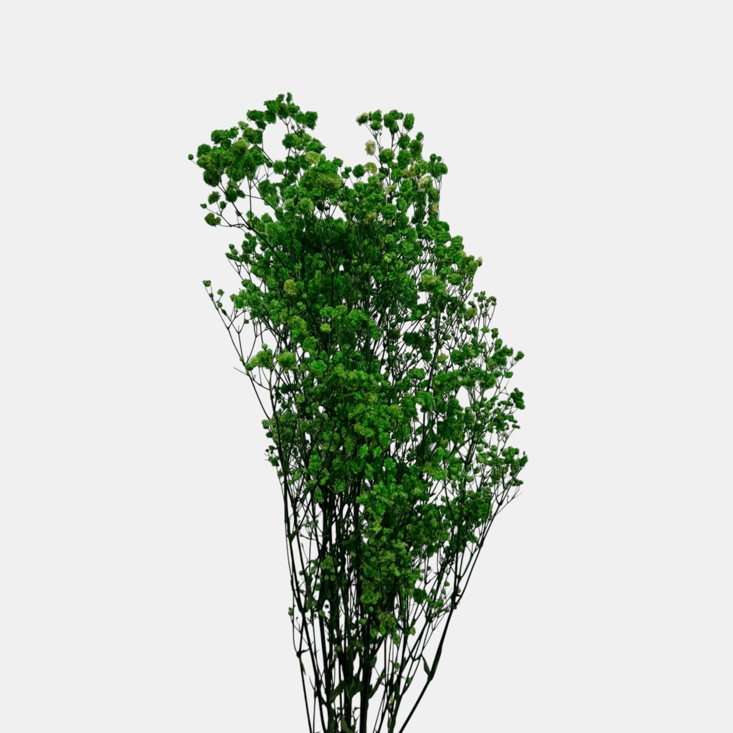 Gipsówka stabilizowana | GYPSO-10
