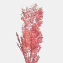 RUSCUS-1