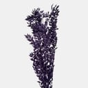 RUSCUS-10