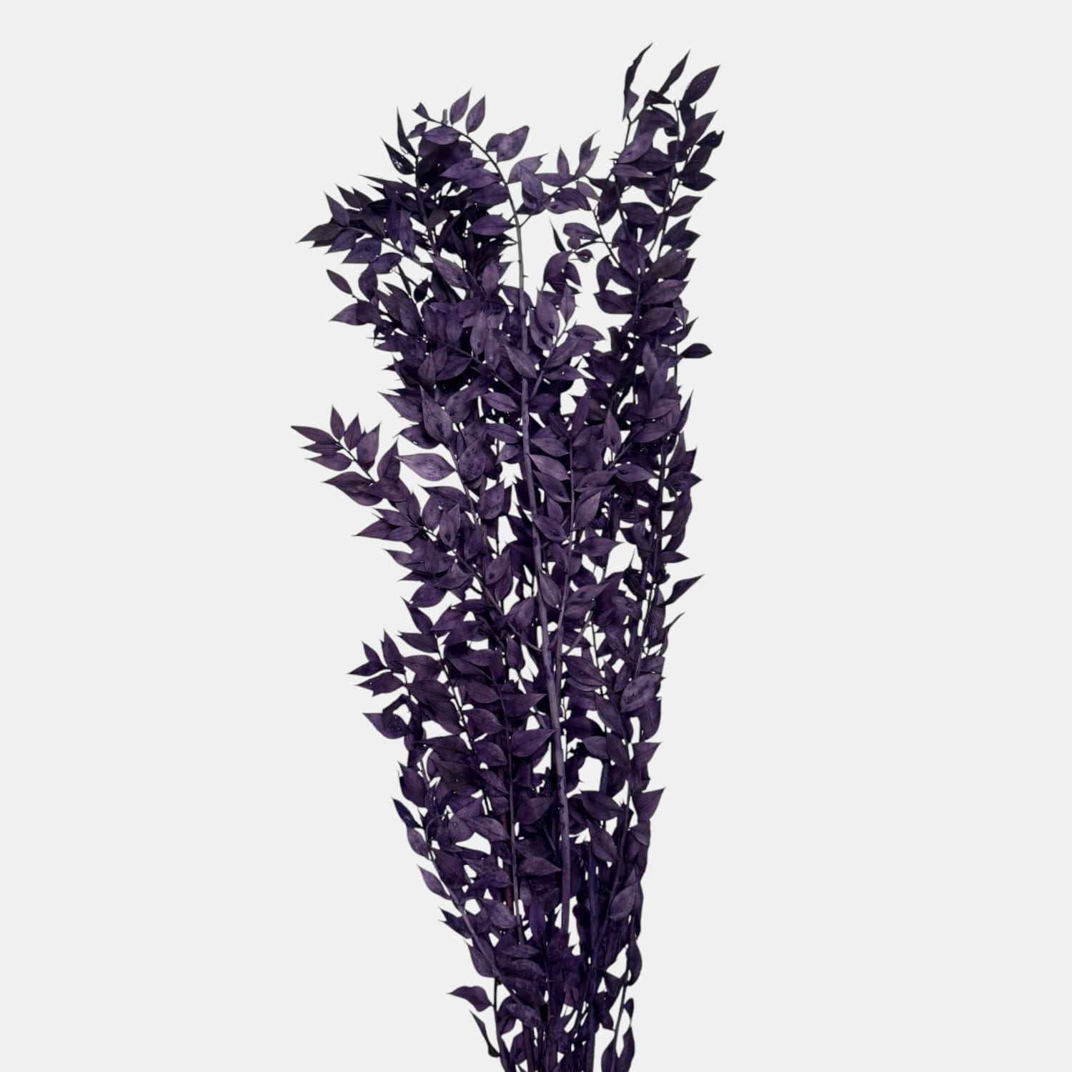 Ruskus |  PURPUROWY | 10
