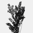 RUSCUS-11
