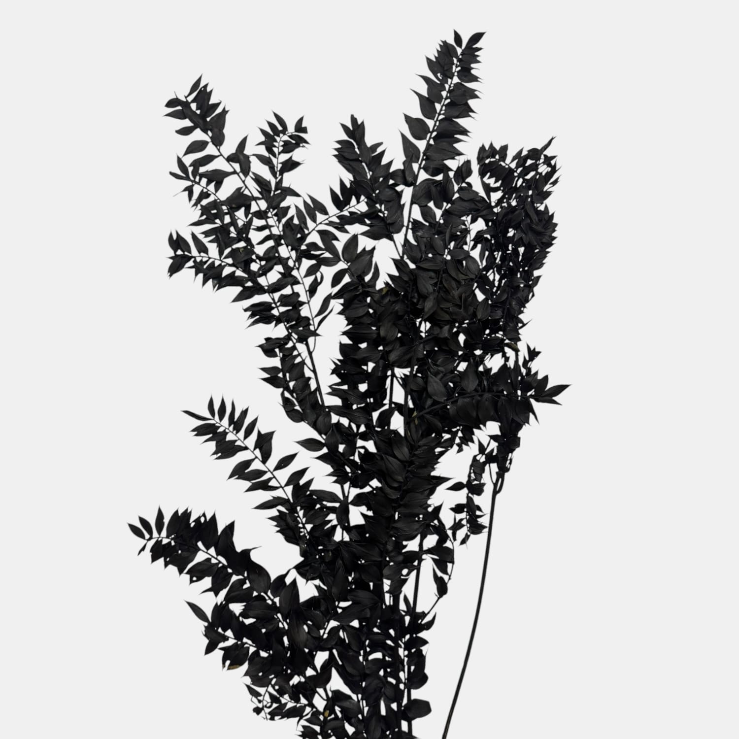 Ruskus | CZARNY | 11