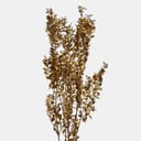 RUSCUS-12