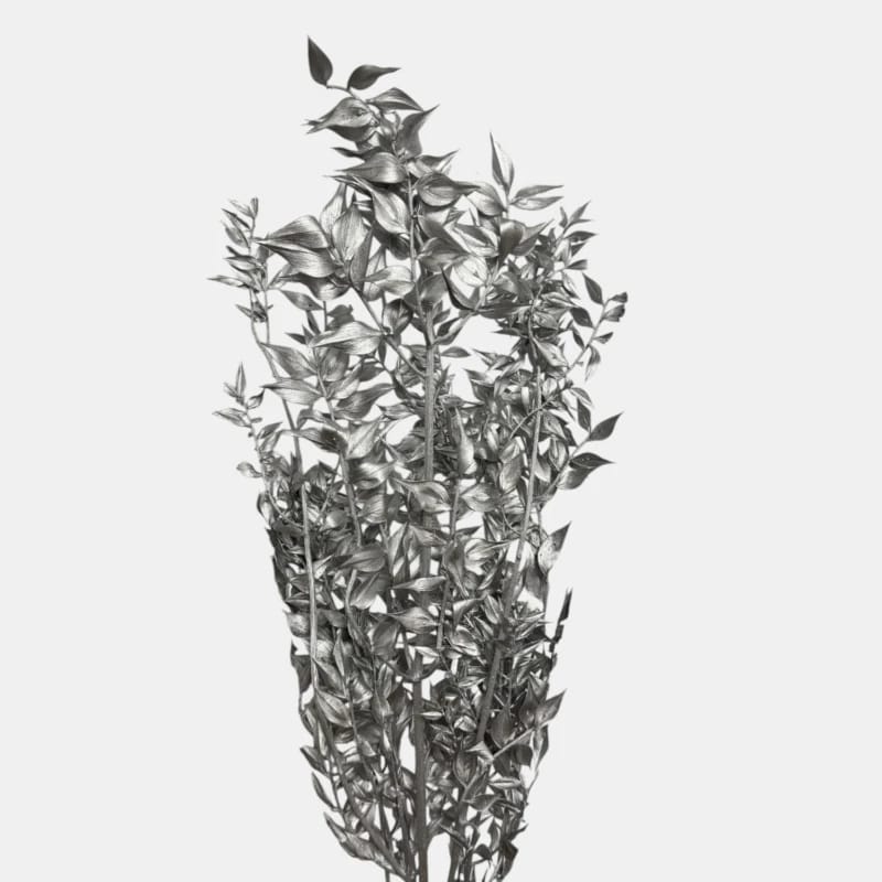 Ruskus | SREBRNY | 13
