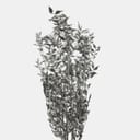 RUSCUS-13