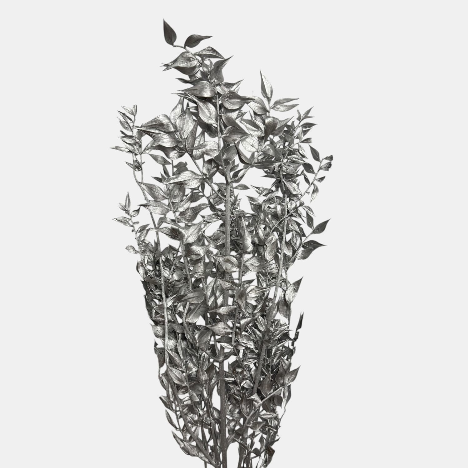 Ruskus | SREBRNY | 13