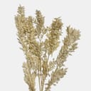 RUSCUS-2