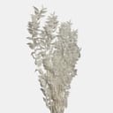 RUSCUS-3
