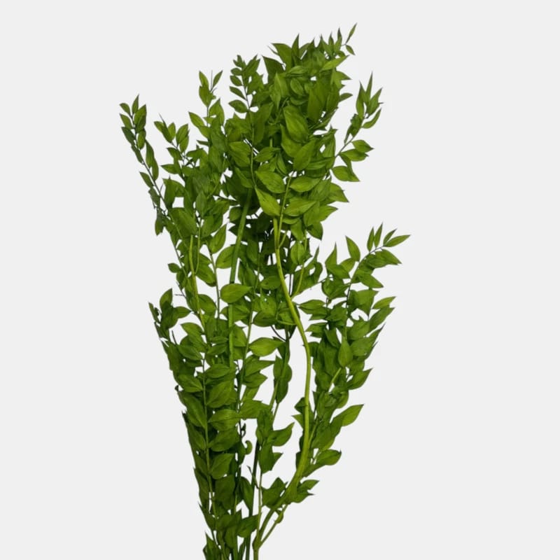 Ruskus | NATURALNY | 4