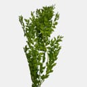 RUSCUS-4