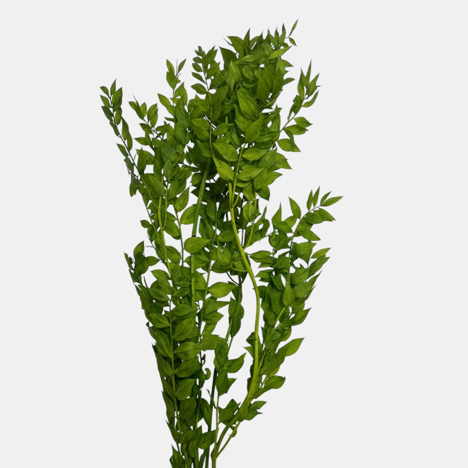 Ruskus | NATURALNY | 4