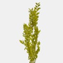 RUSCUS-5