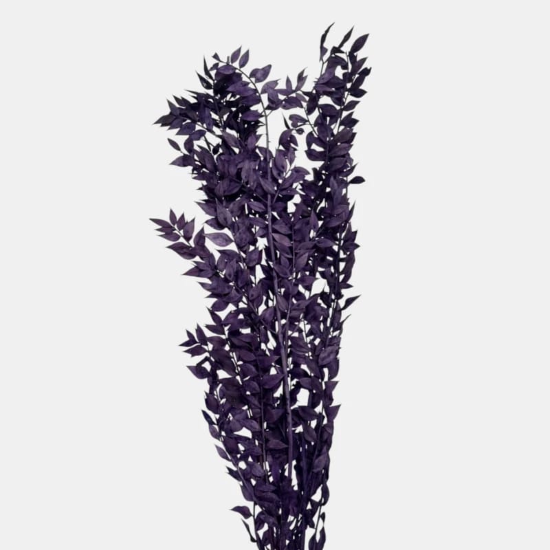 Ruskus | PURPUROWY | 10